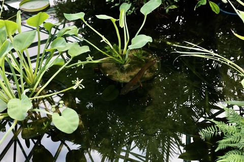 草津市立水生植物公園 みずの森-15
