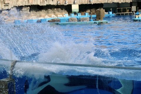 名古屋港水族館 リン 公開トレーニング-44