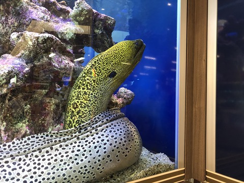 稲沢ドンキ水槽-8