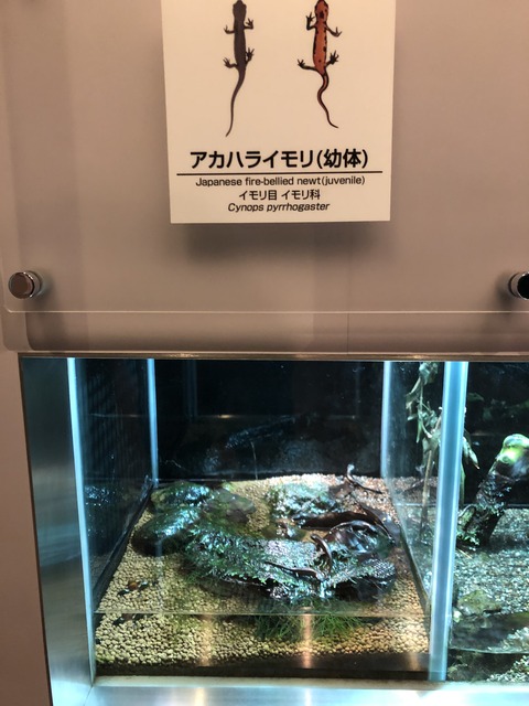 葛西臨海水族園 アカハライモリ水槽-1