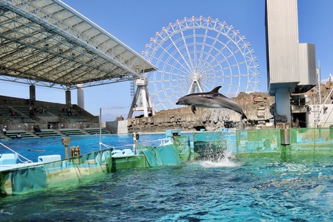 名古屋港 バンドウイルカ 赤ちゃん-14