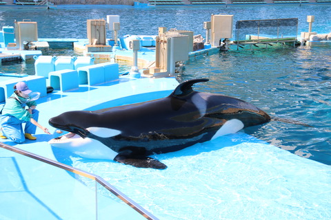 名古屋港水族館 シャチ2021-17