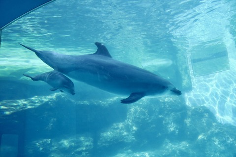 名古屋港 バンドウイルカ 赤ちゃん-5