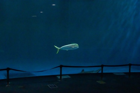 名古屋港水族館 シイラ-0