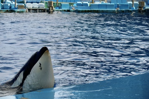 名古屋港水族館 リン 公開トレーニング-54
