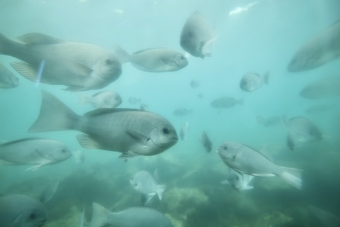 白浜海中展望塔-19