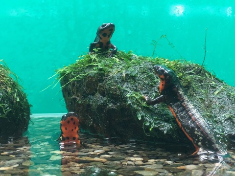 日本オオサンショウウオセンター-23