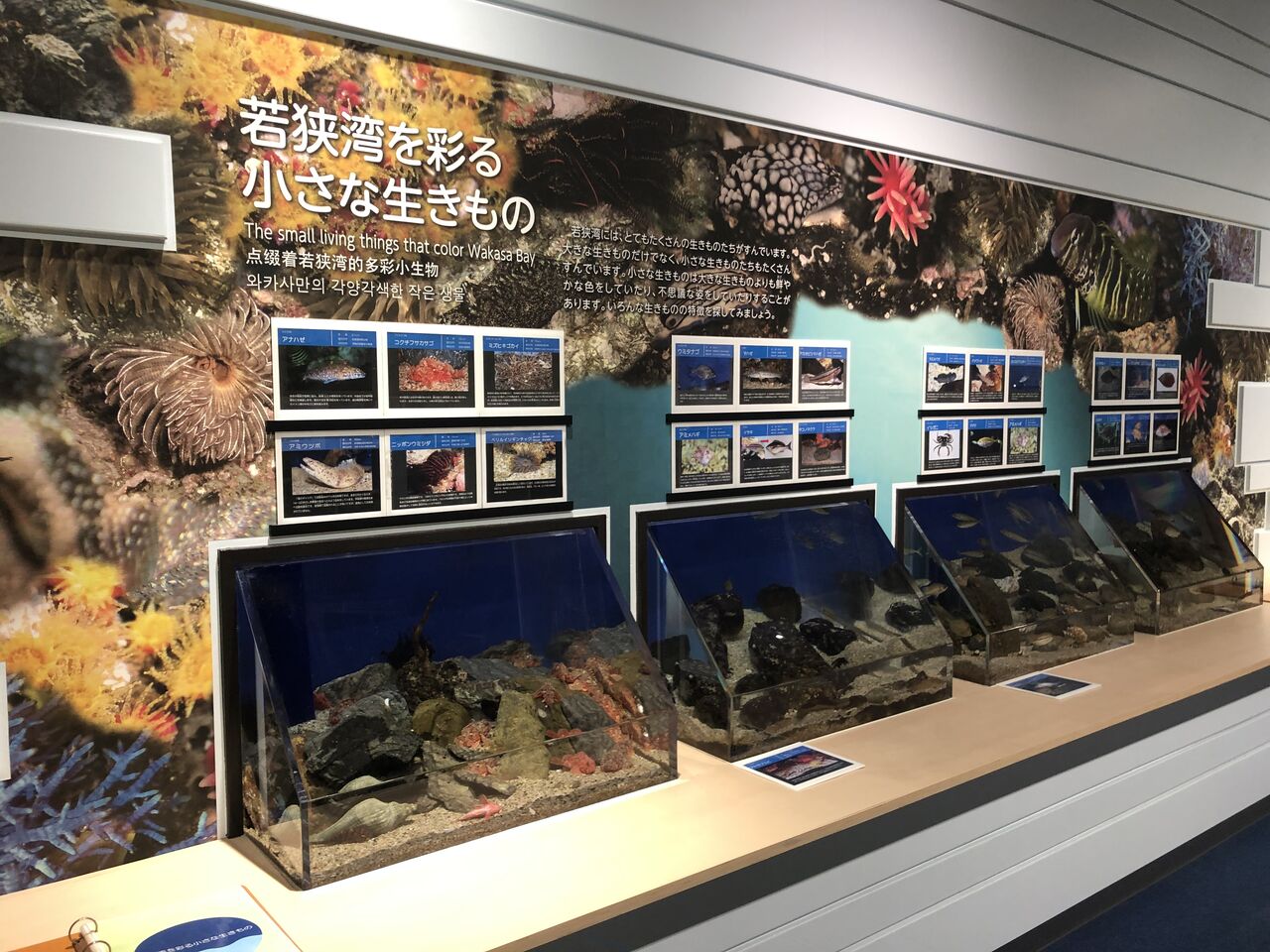 (福井県)福井県海浜自然センター 主食は水族館です (福井県)福井県海浜自然センター 主食は水族館です