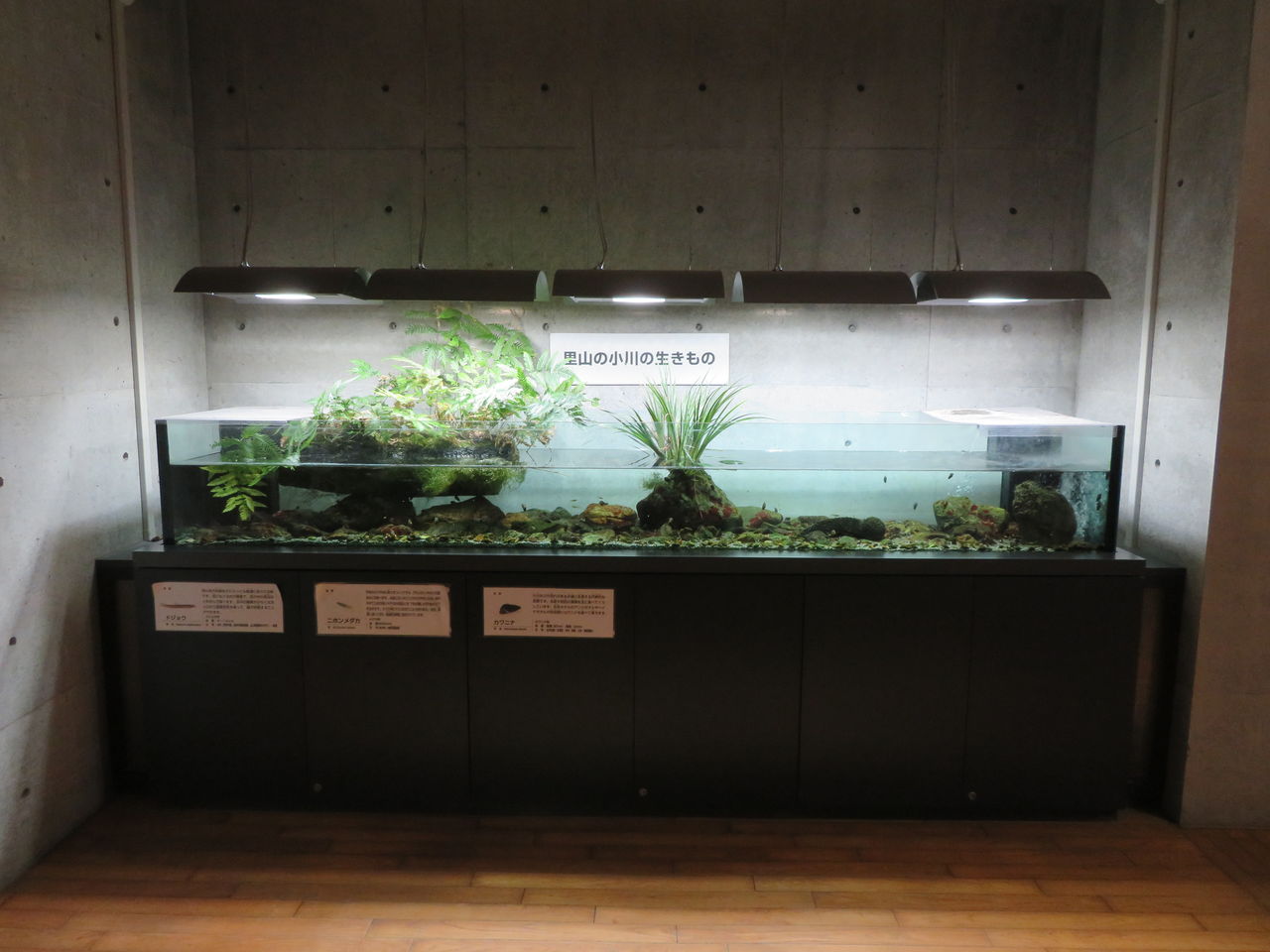 群馬県 ぐんま昆虫の森 主食は水族館です 群馬県 ぐんま昆虫の森 主食は水族館です