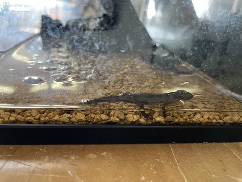 くにみクラゲ公民館-23