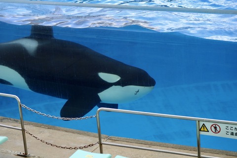 名古屋港水族館 リン 公開トレーニング-16