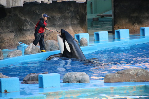 名古屋港シャチ-1