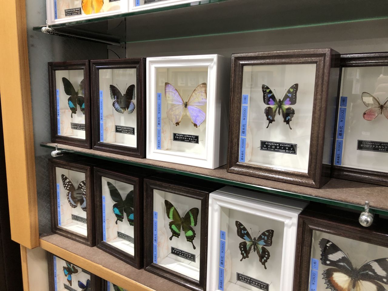 岐阜県)名和昆虫博物館 : 主食は水族館です