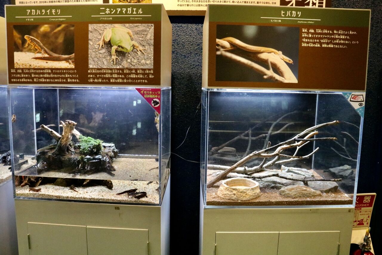 碧南海浜水族館の爬虫類 両生類コーナーが魅力的 主食は水族館です 碧南海浜水族館の爬虫類 両生類コーナーが魅力的 主食は水族館です