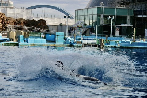 名古屋港水族館 リン 公開トレーニング-31
