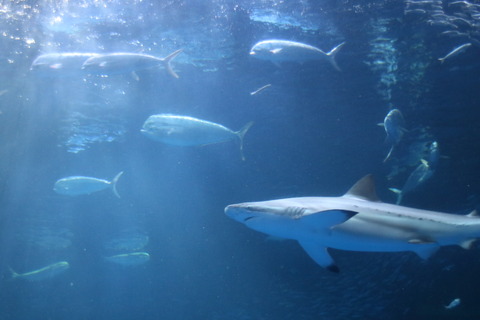 名古屋港水族館 シイラ-12