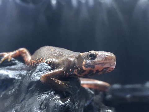 名古屋市科学館 生きものヤラリー-9