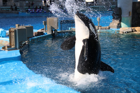 名古屋港シャチ-24