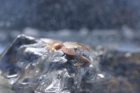 名古屋市科学館 生きものヤラリー-8