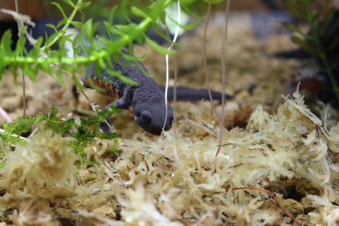 竜洋昆虫自然観察公園-15