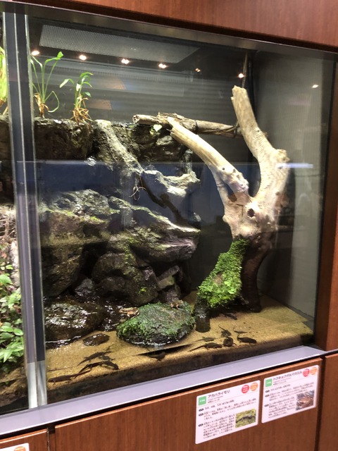 アクアリウムさがみはら イモリ水槽
