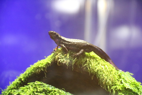 新屋島水族館-16