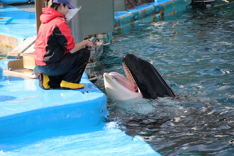 名古屋港水族館 シャチ2021-33