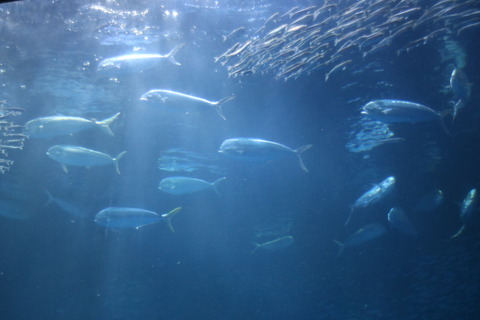 名古屋港水族館 シイラ-14