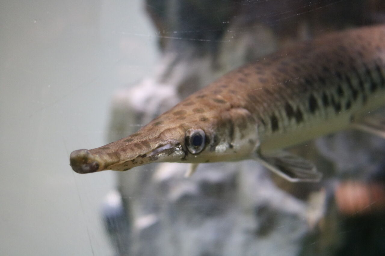 水族館クイズ この水槽がどの水族館か分かりますか 主食は水族館です