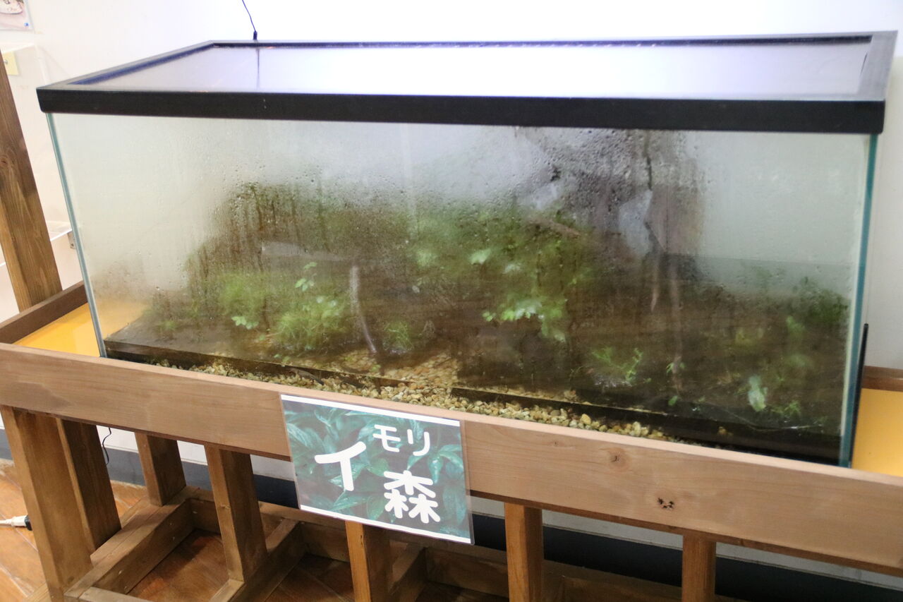 徳島県 海陽町海洋自然博物館マリンジャム 主食は水族館です 徳島県 海陽町海洋自然博物館マリンジャム 主食は水族館です