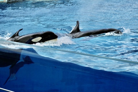 名古屋港水族館 リン 公開トレーニング-12