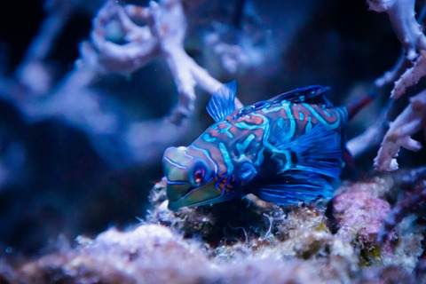 名古屋港水族館のニシキテグリ-1