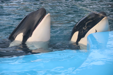 名古屋港水族館 シャチ2021-5