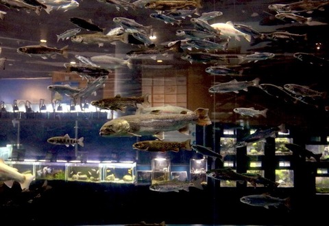 山梨県立富士湧水の里水族館 森の中の水族館-56