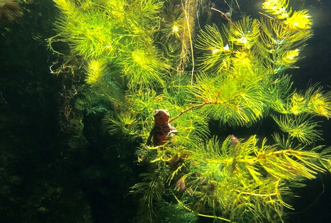 アクアマリンふくしま2020-6