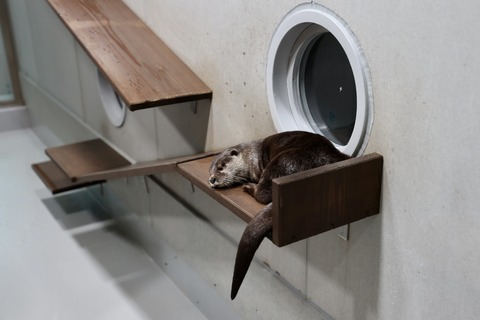 みなとやま水族館-15