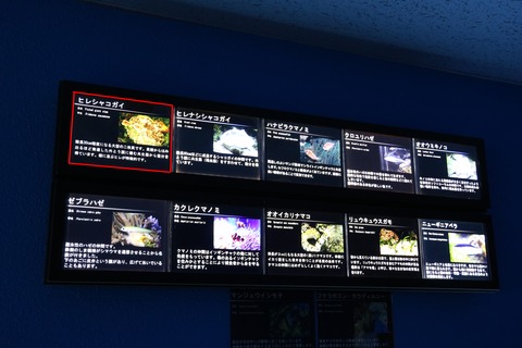 名古屋港 オオシャコガイ-1