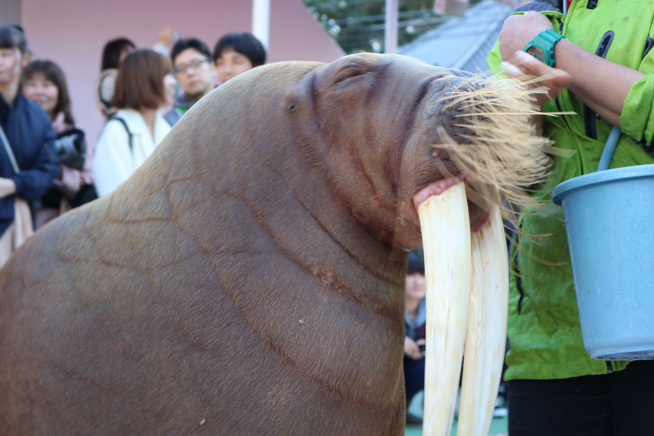 三重県 伊勢夫婦岩ふれあい水族館シーパラダイス 主食は水族館です