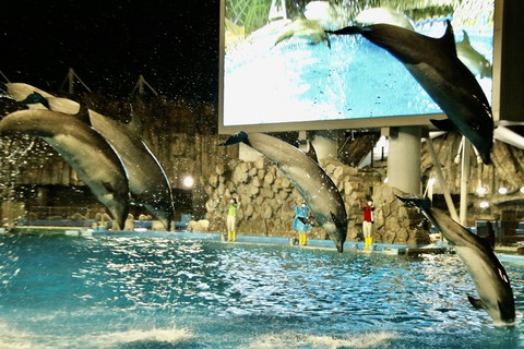 名古屋港 ナイトアクアリウム2021-26