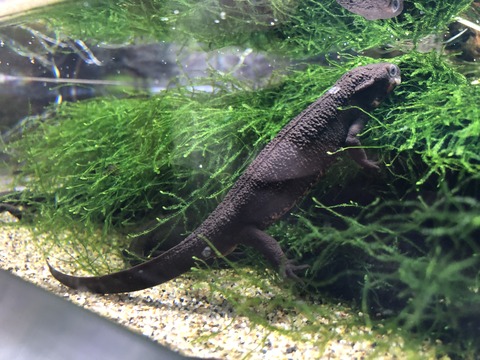 ぎょぎょランド-13