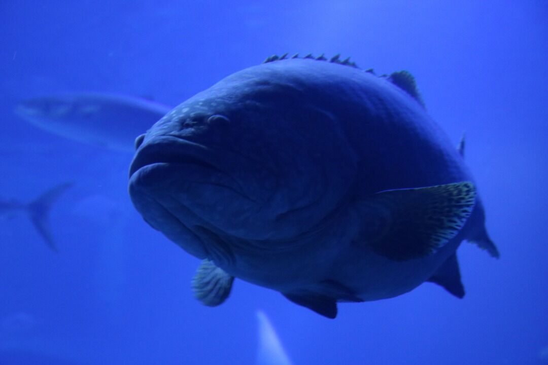大阪府 海遊館 主食は水族館です 大阪府 海遊館 主食は水族館です