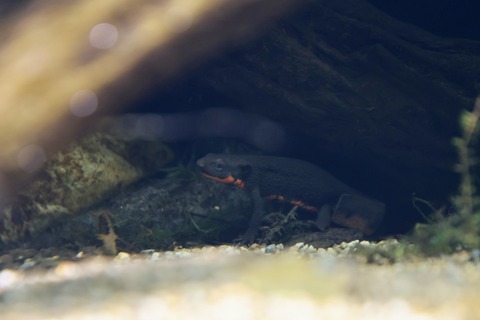 なかがわ水遊園イモリ-3