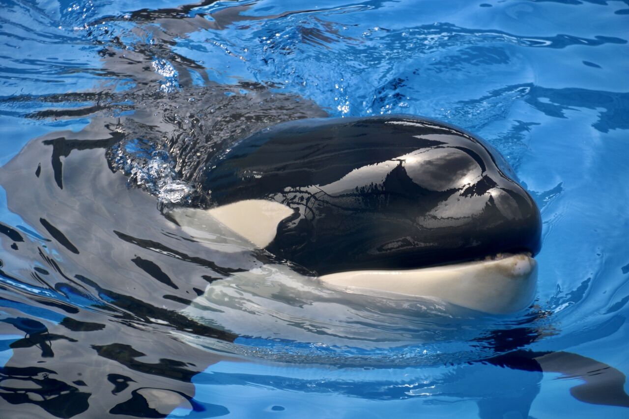 名古屋港水族館 シャチのアースの公開トレーニング 21年4月 主食は水族館です 名古屋港水族館 シャチのアースの公開トレーニング 21年4月 主食は水族館です