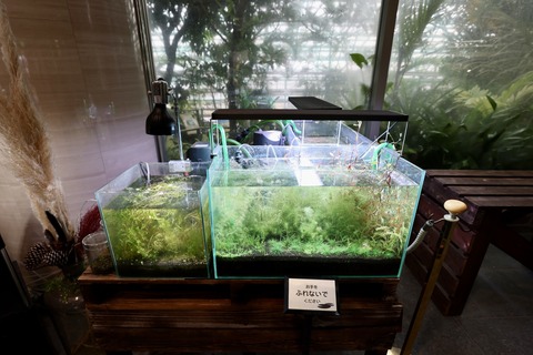 草津市立水生植物公園 みずの森-5