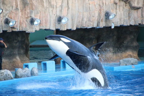 名古屋港シャチ-4