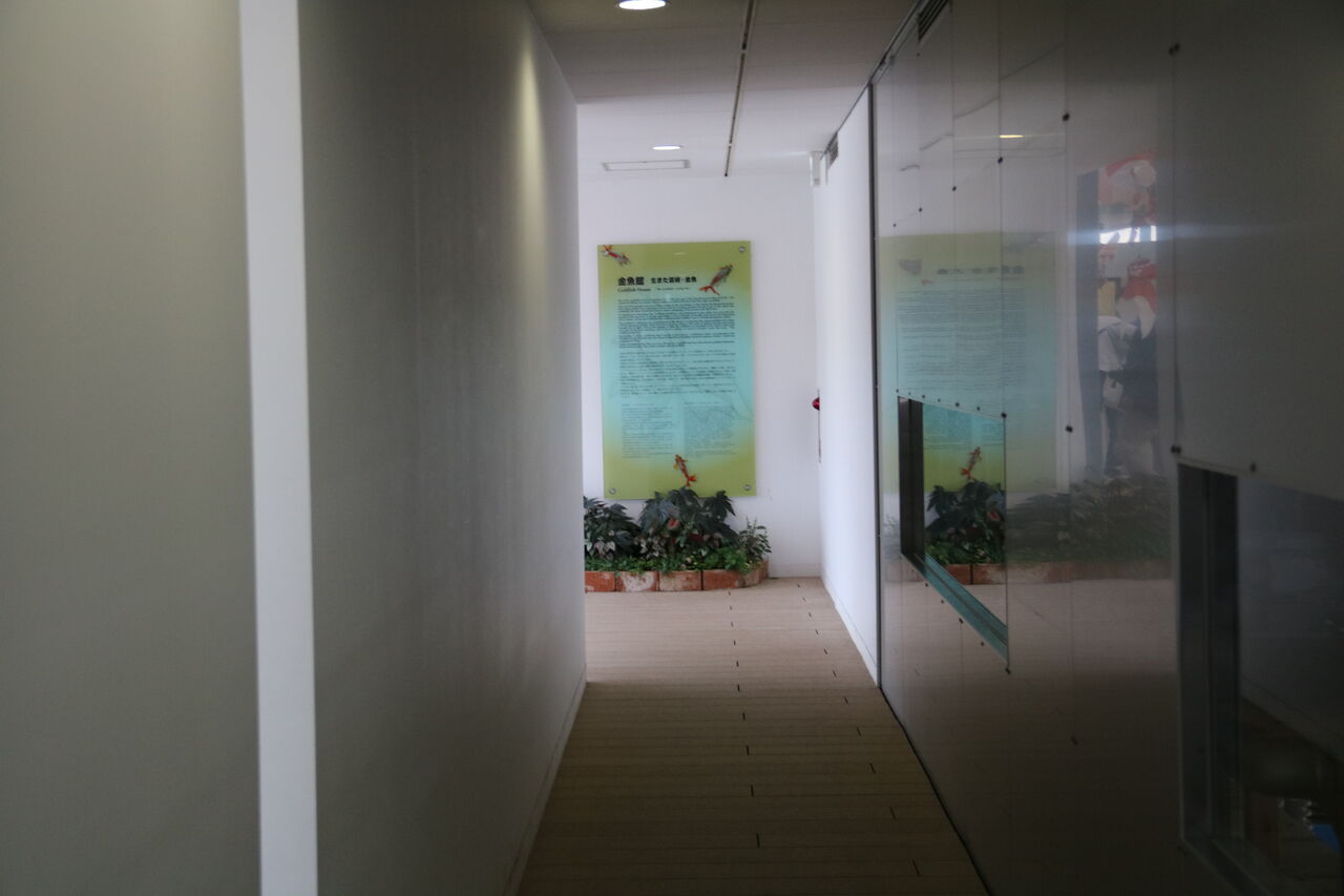 福島県 アクアマリンふくしま 金魚館 主食は水族館です