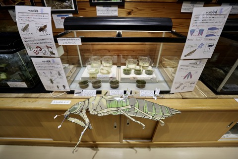 桶ケ谷沼ビジターセンター-10