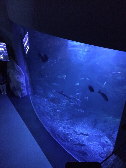 新江ノ島水族館-51