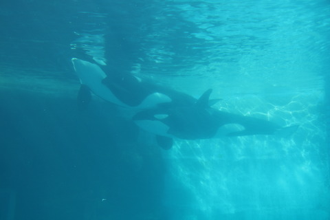 名古屋港水族館 シャチ2021-1