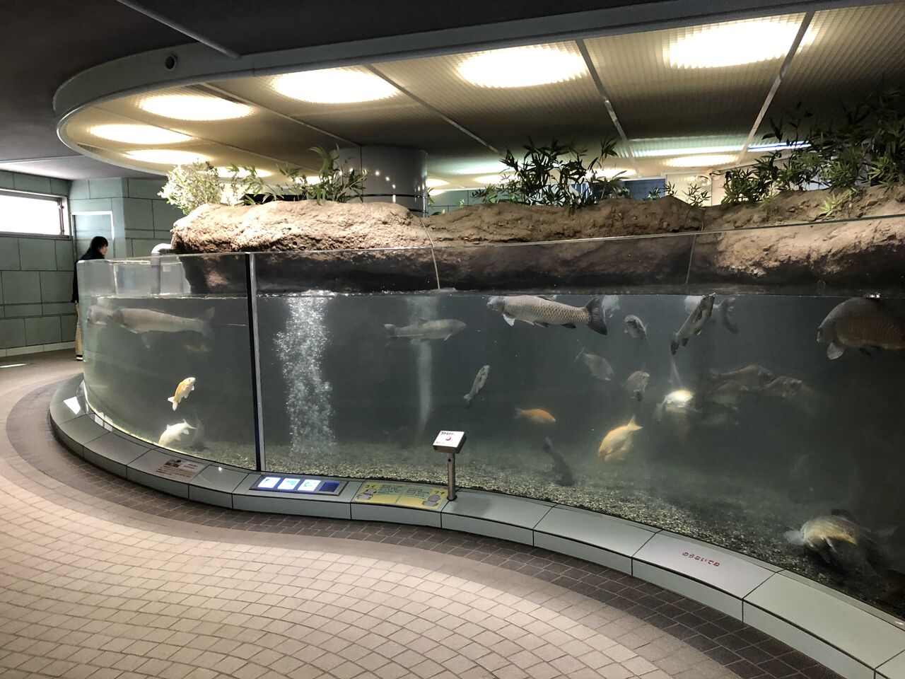 愛知県)赤塚山公園 ぎょぎょランド : 主食は水族館です